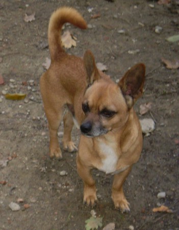 Billy Joe